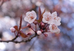 Vancouver Cherry Blossoms, Image Eviator Bach